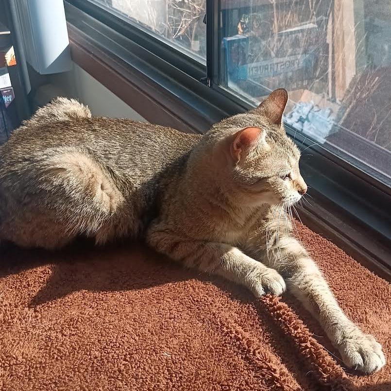 Remy C68093, a Adoptable Domestic Short Hair in Minnetonka, MN image 6/6