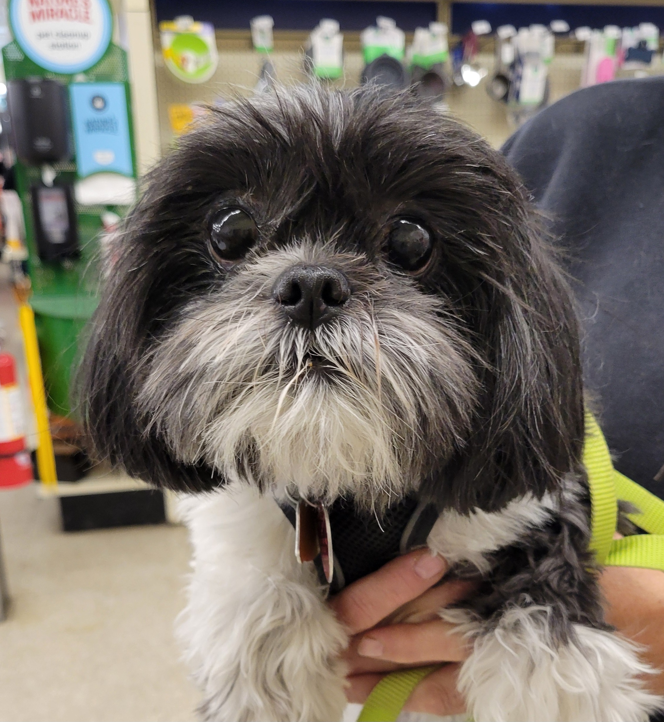 Dog for adoption BELLA, a Shih Tzu in Harrison, MI Petfinder