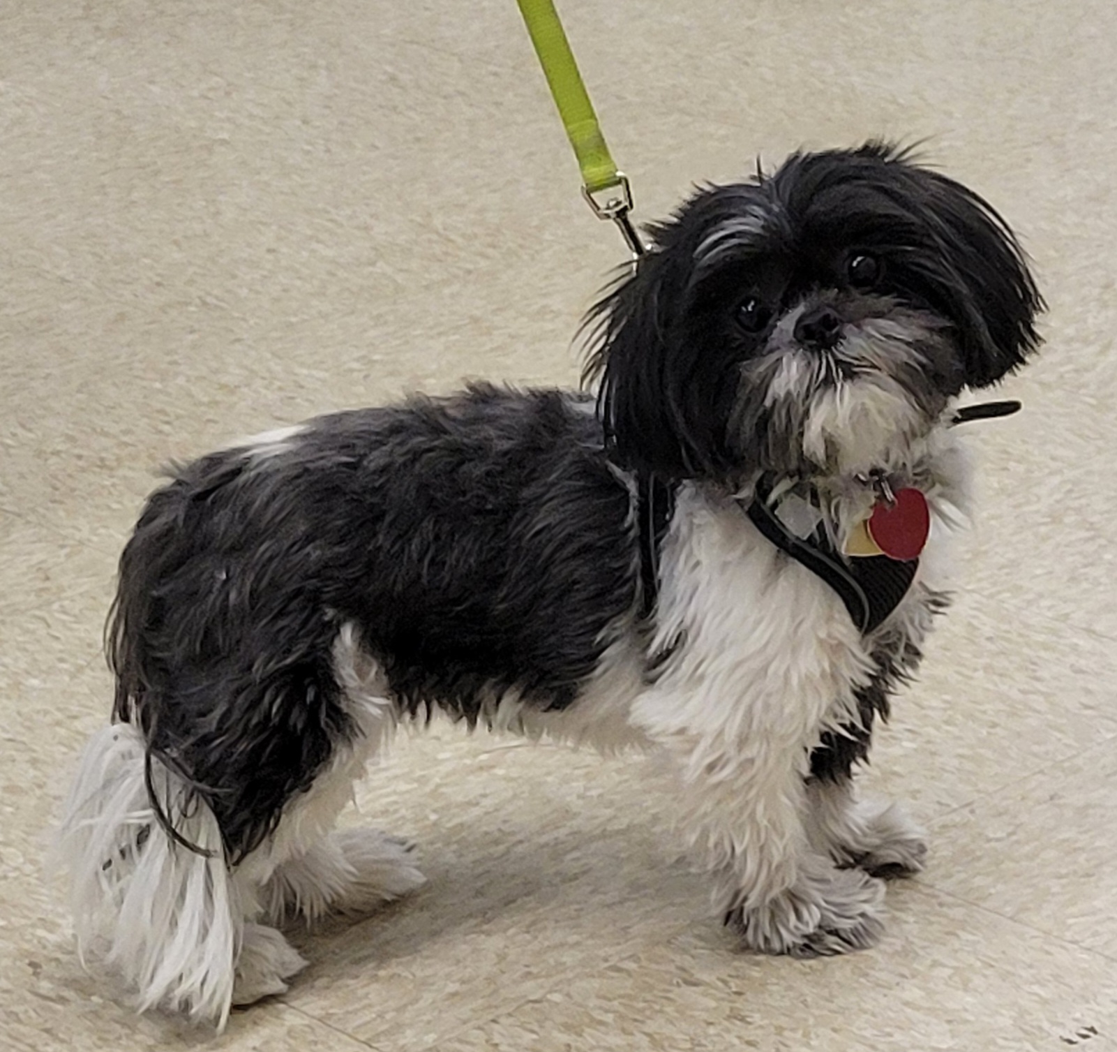 Dog for adoption BELLA, a Shih Tzu in Harrison, MI Petfinder