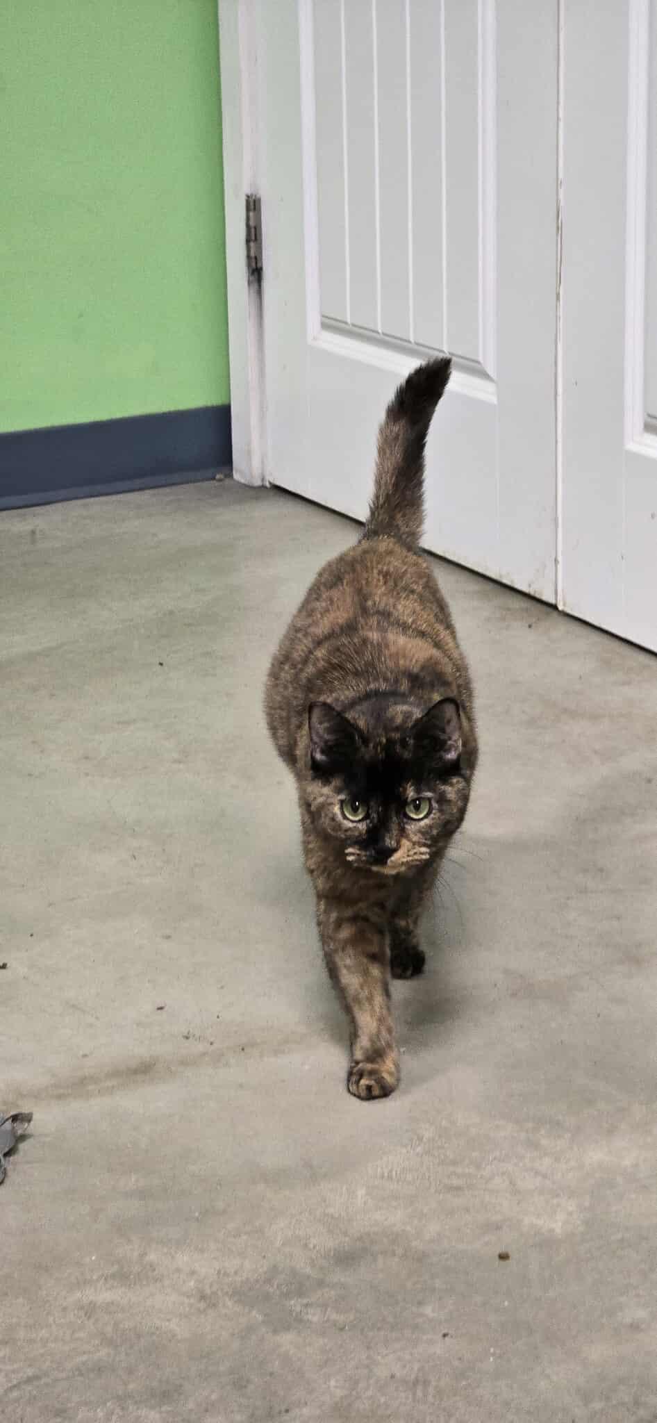 Cinnamon, a Adoptable Tortoiseshell in Roslyn, WA image 4/4