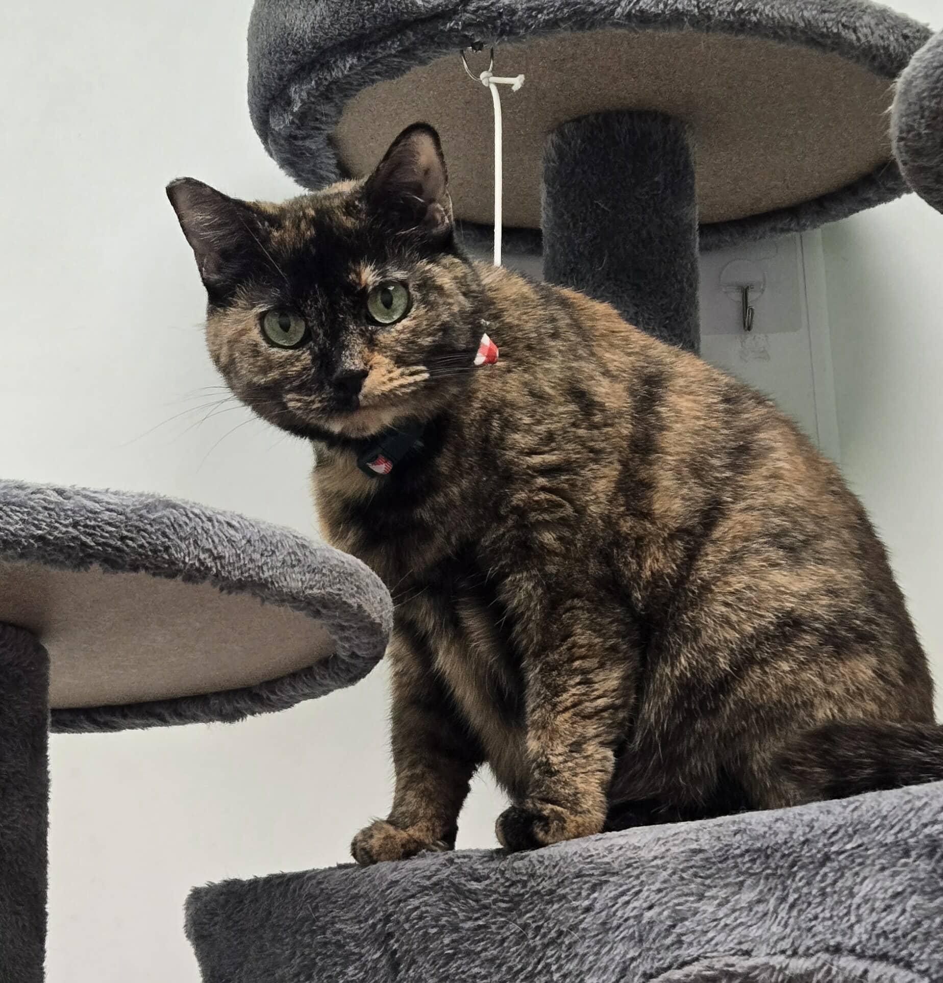 Cinnamon, a Adoptable Tortoiseshell in Roslyn, WA image 2/4