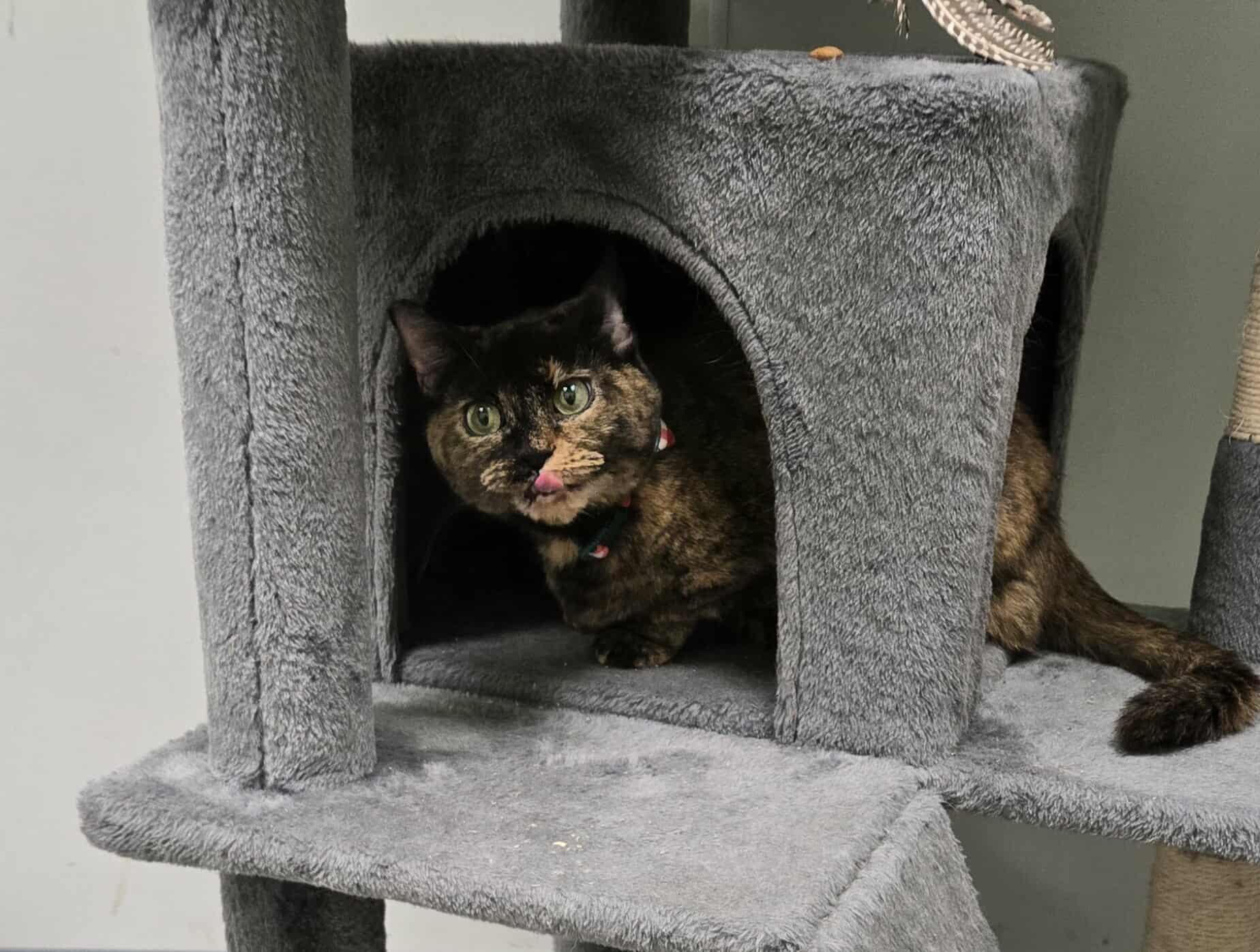 Cinnamon, a Adoptable Tortoiseshell in Roslyn, WA image 3/4