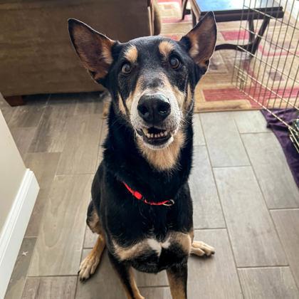 Enlarge Axel, a ADOPTABLE Mixed Breed in Westbrook, ME image 1/2