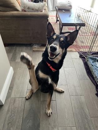 Enlarge Axel, a ADOPTABLE Mixed Breed in Westbrook, ME image 2/2