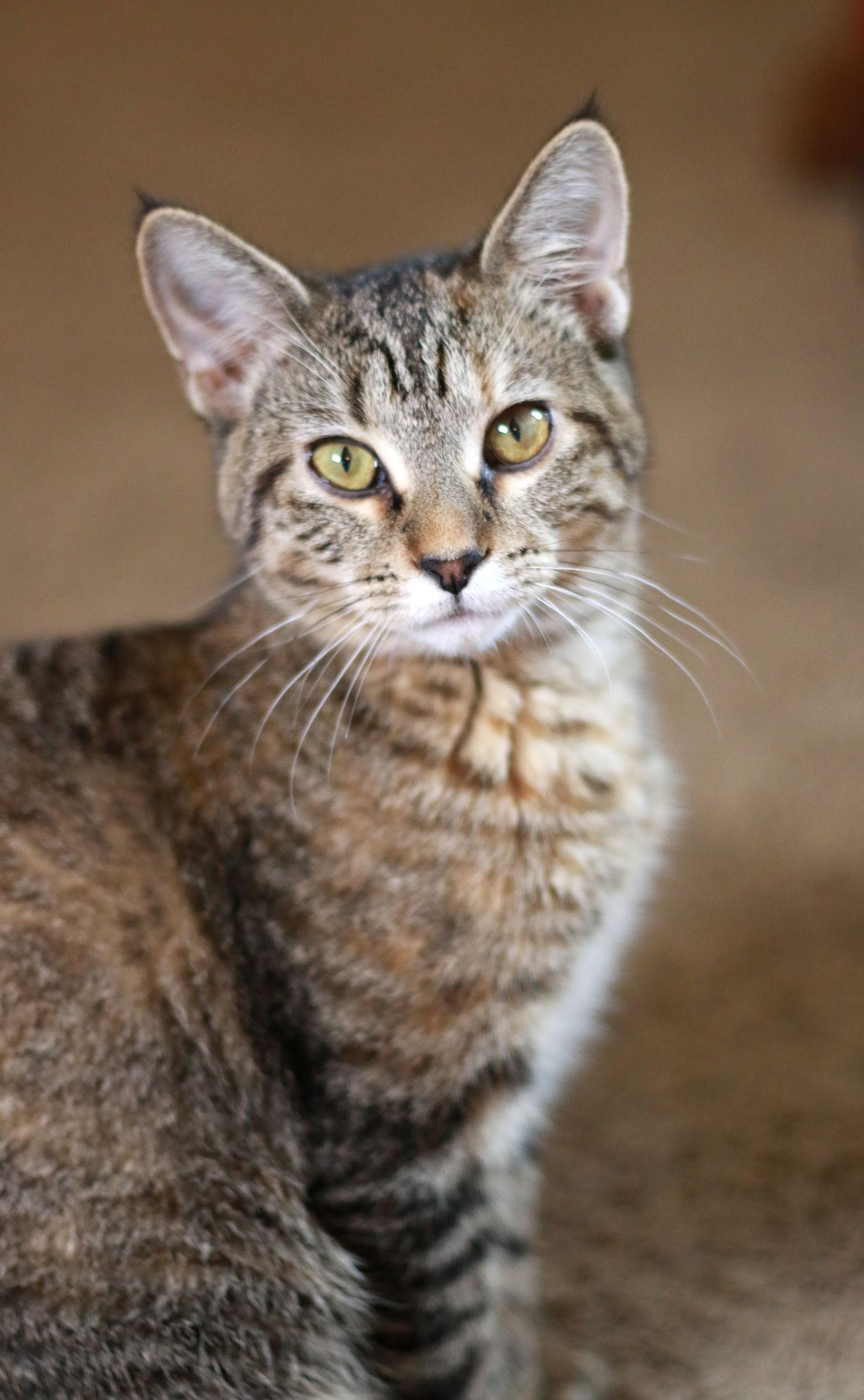 Mid ⭐️, Adoptable, Young Female Tabby & Domestic Short Hair.