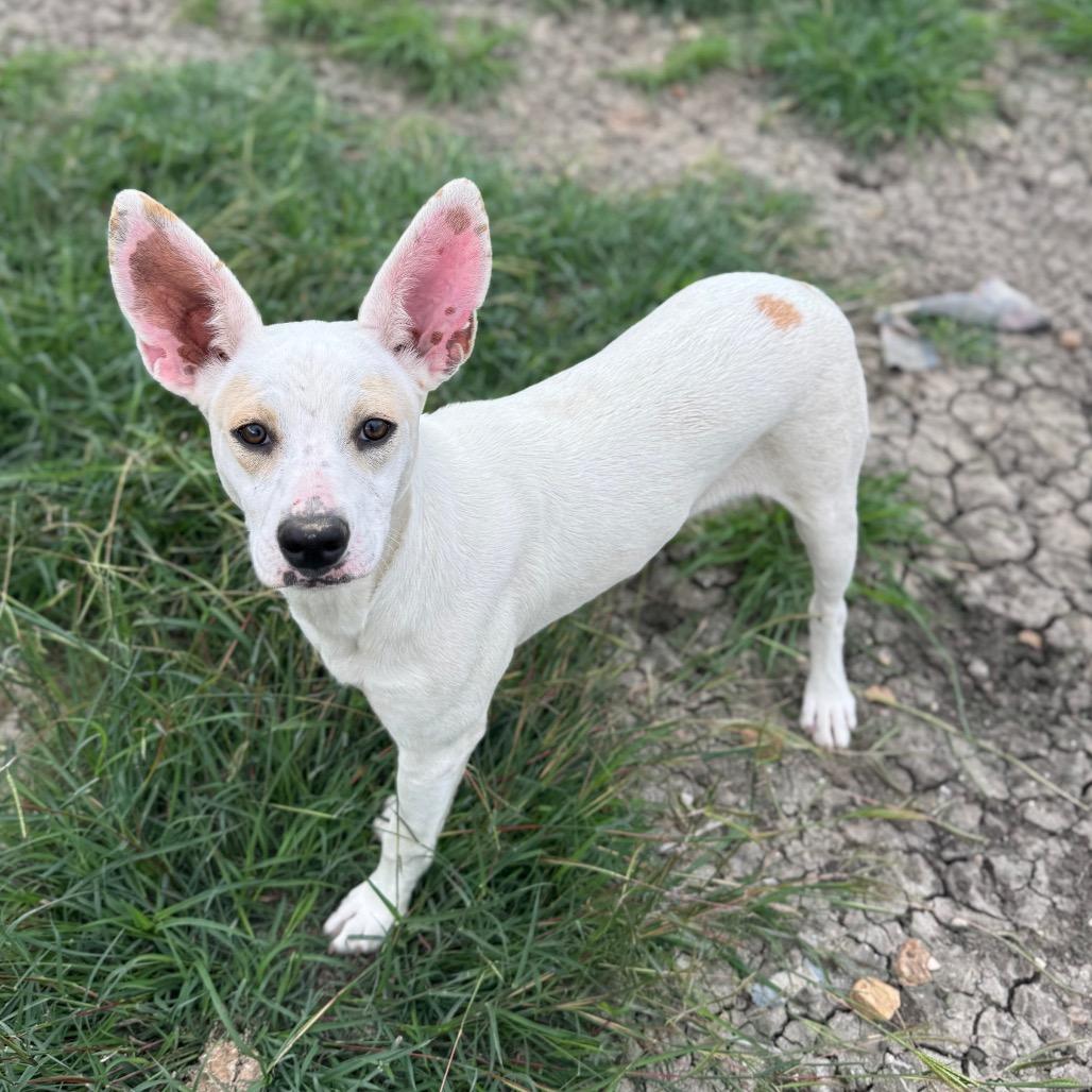 Sonar, Adoptable, Young Female Terrier.