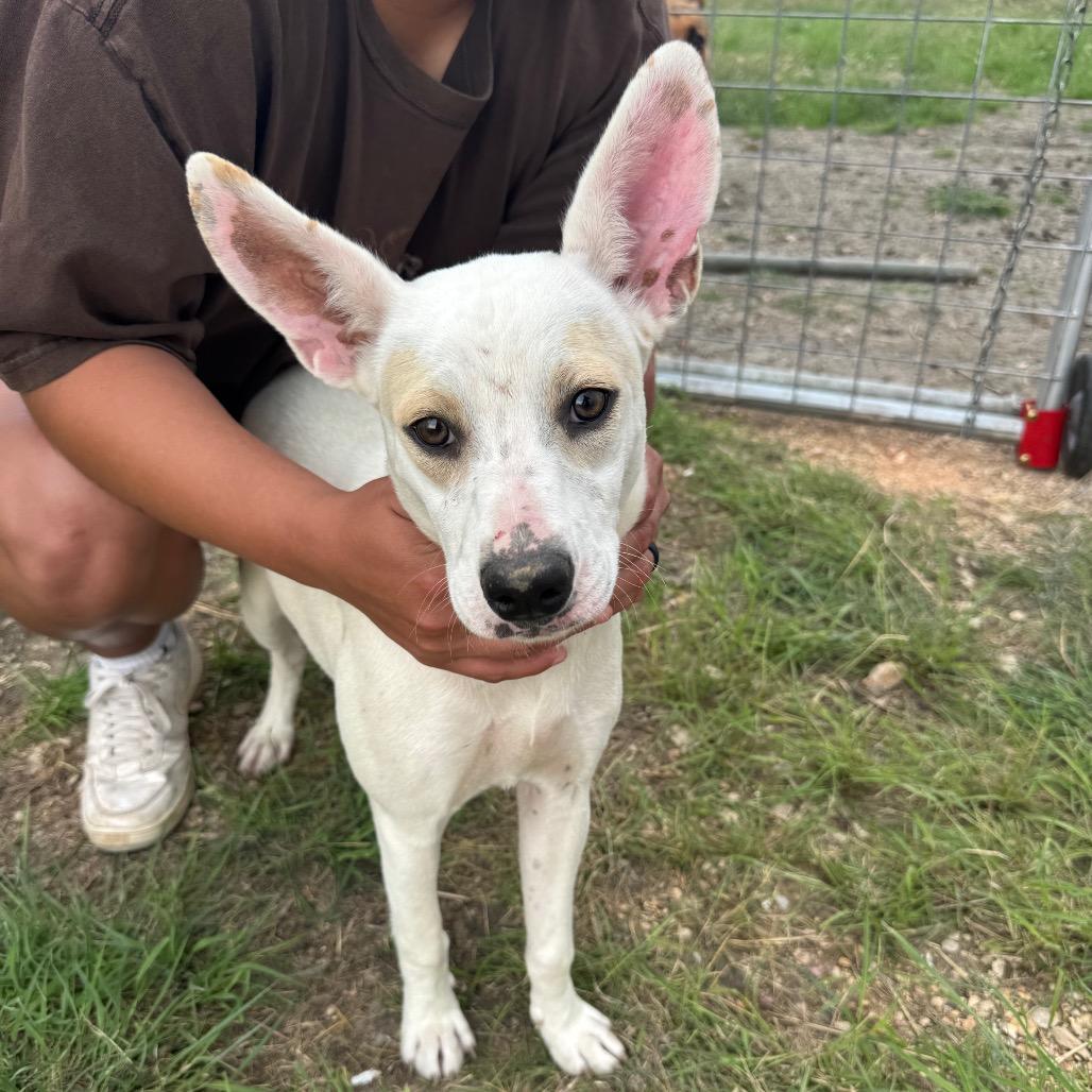 Enlarge Sonar, a Adoptable Terrier in San Antonio, TX image 2/2