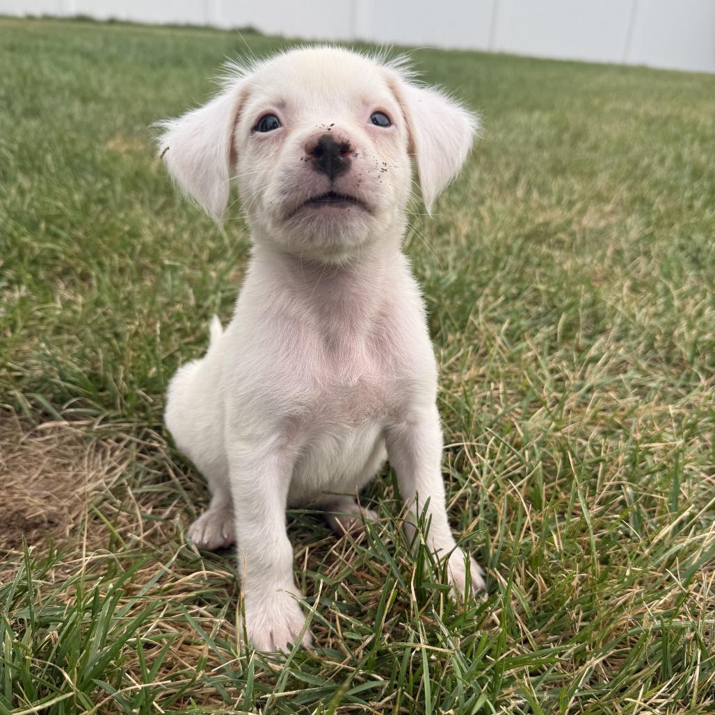 Enlarge Fluff, a Adoptable mixed breed in Crystal, MN image 2/3