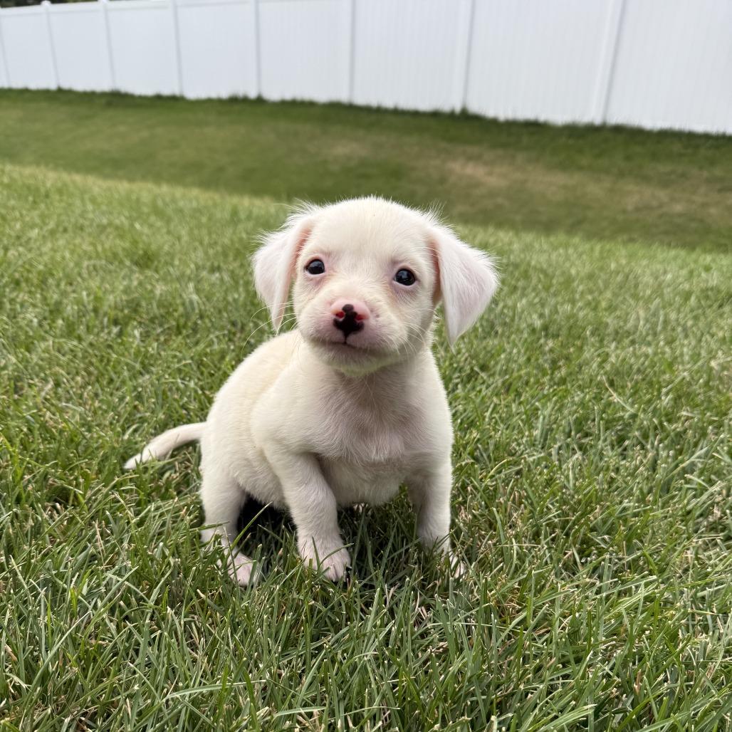 Enlarge Fluff, a Adoptable mixed breed in Crystal, MN image 3/3