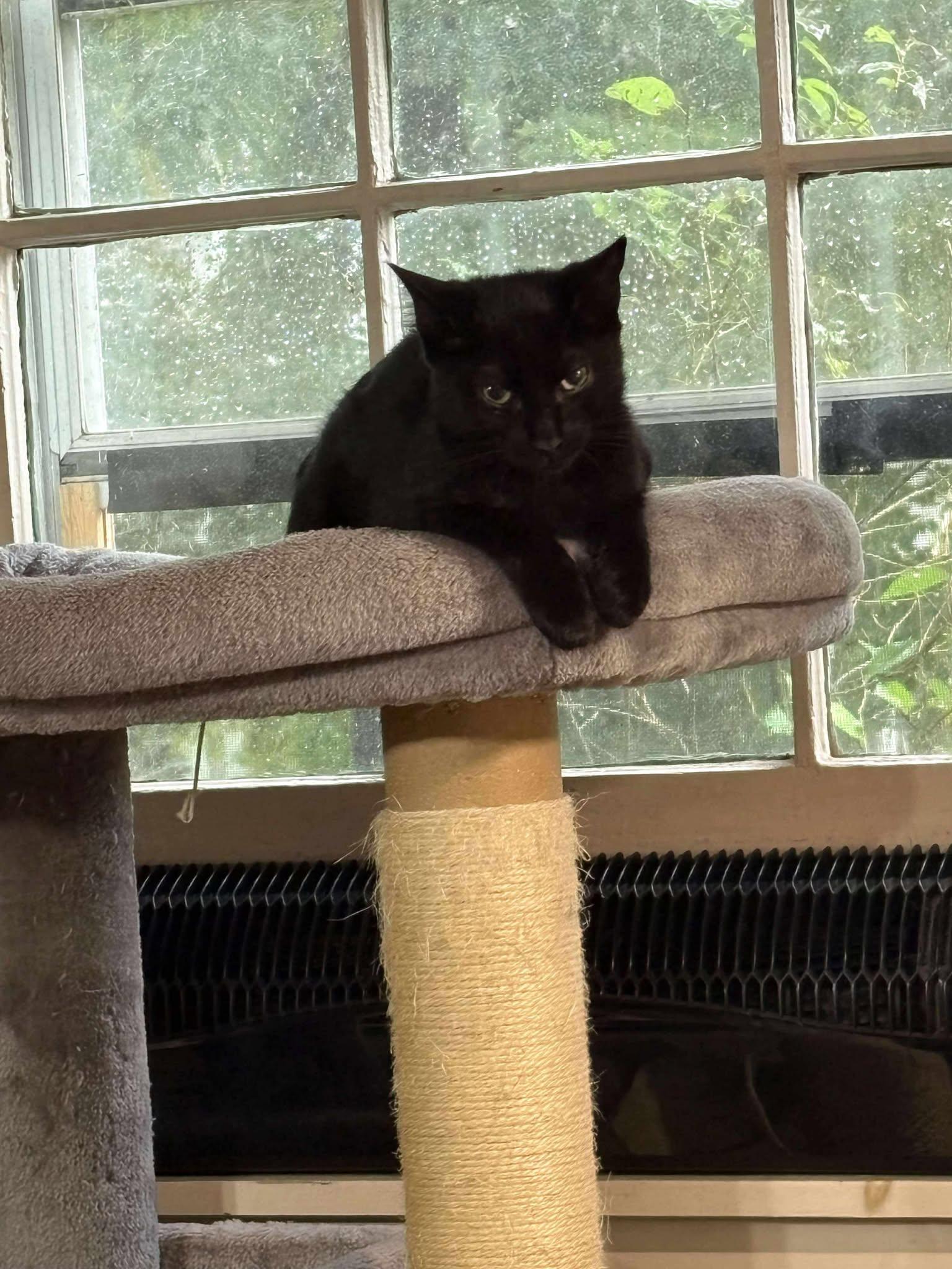 Cinnamon, Adoptable, Young Male Domestic Medium Hair.