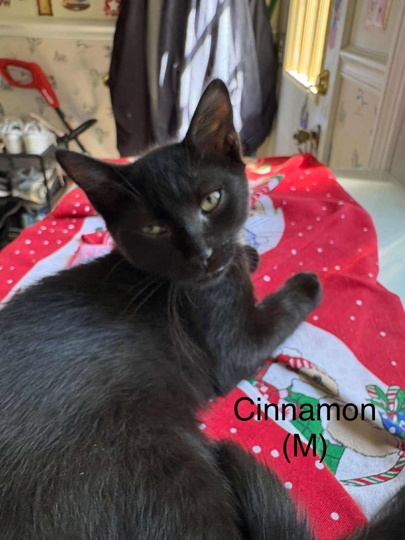 Cinnamon thumbnail 2