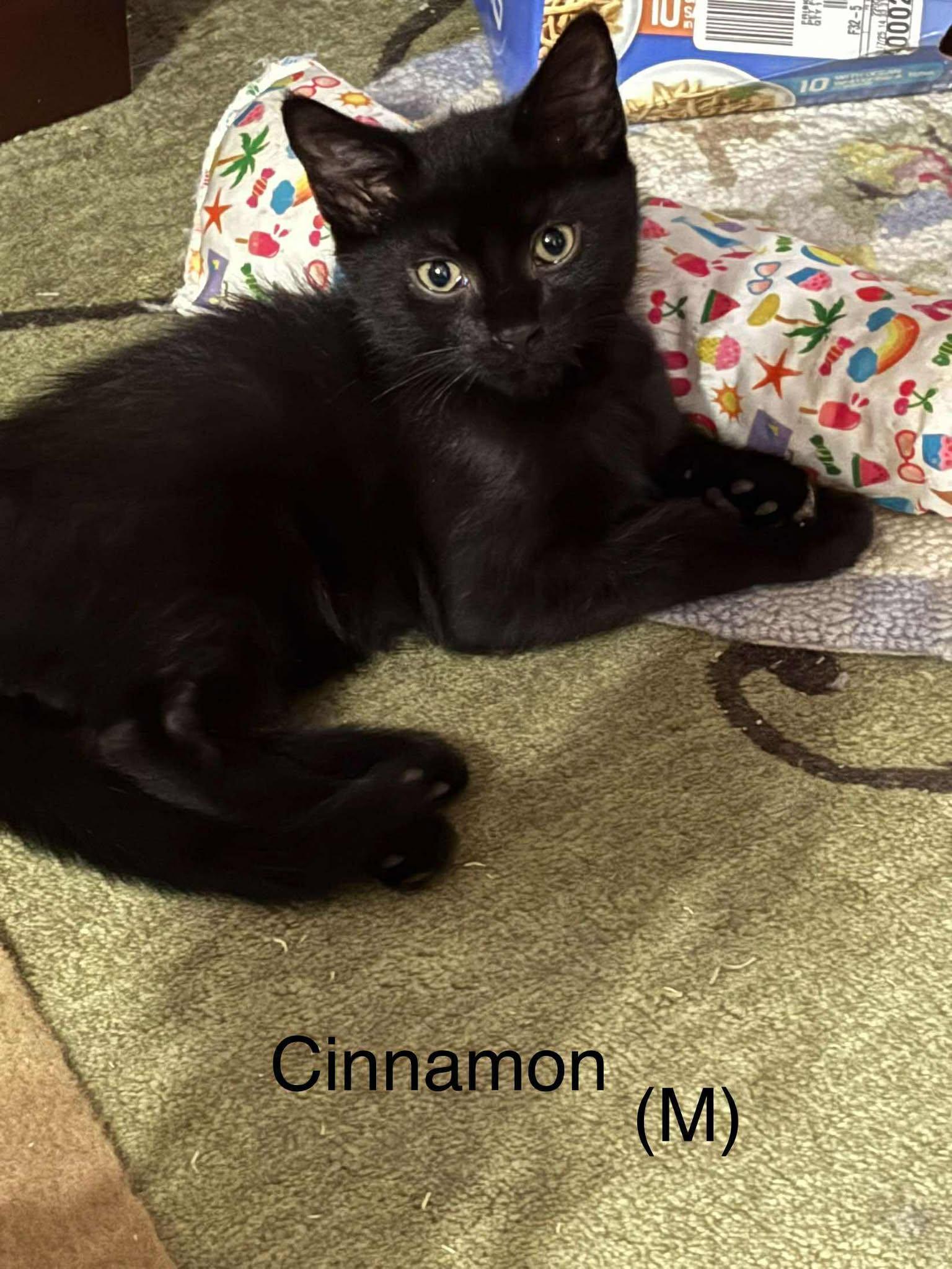 Cinnamon, a Adoptable Domestic Medium Hair in Norwich, CT image 3/3