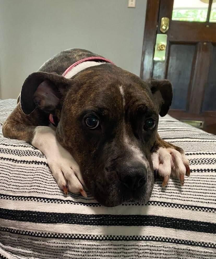 Rosie, a Adoptable mixed breed in Fenton, MO image 1/3