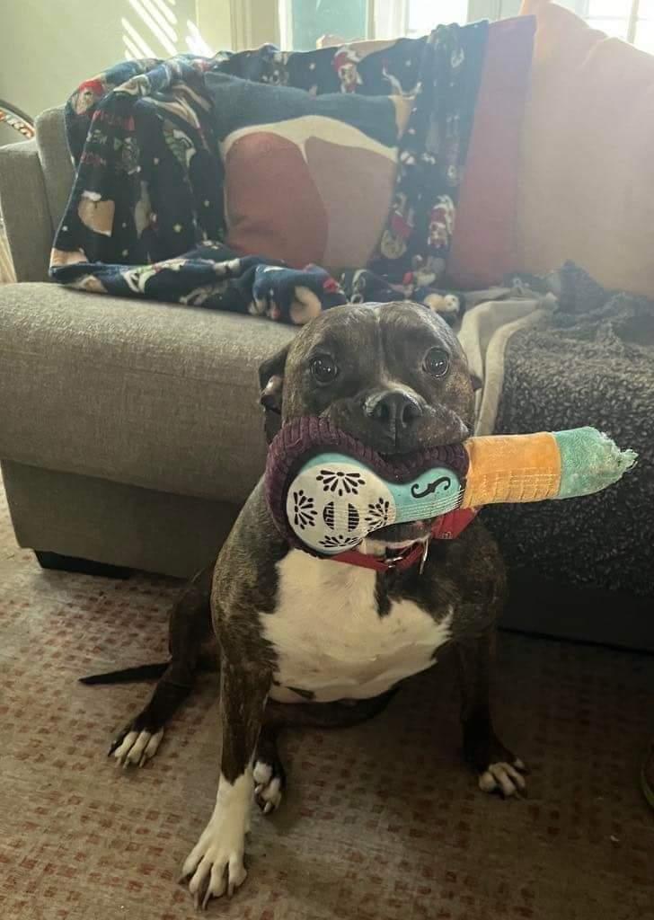 Rosie, Adoptable, Young Female Boxer & Pit Bull Terrier.
