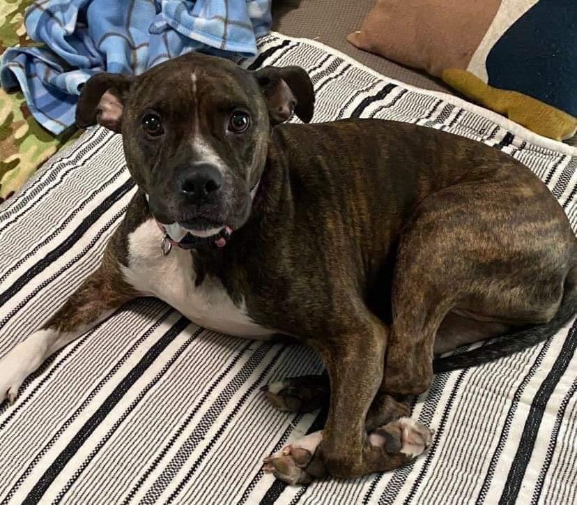 Rosie, a Adoptable mixed breed in Fenton, MO image 3/3