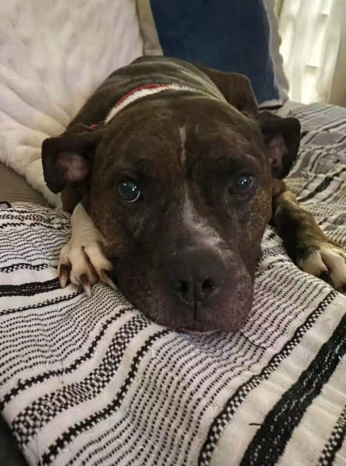 Enlarge Rosie, a Adoptable mixed breed in Fenton, MO image 3/3