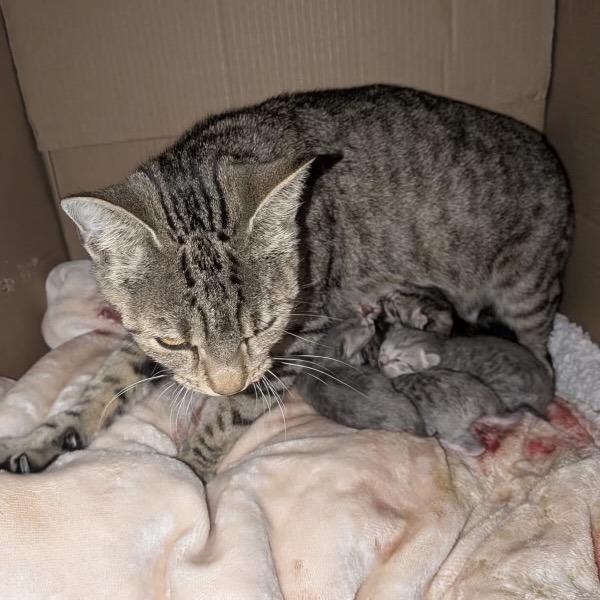 Lion - Salsa Baby 4, Adoptable, Kitten Female Domestic Short Hair.