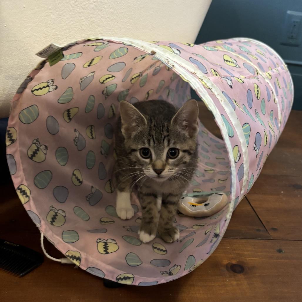 Lion - Salsa Baby 4, a Adoptable Domestic Short Hair in Westport, CT image 2/6