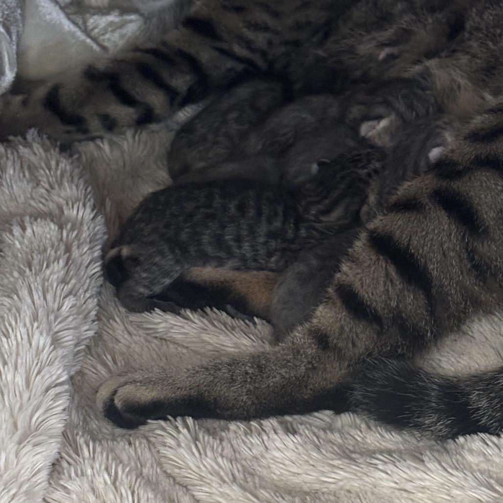 Lion - Salsa Baby 4, a Adoptable Domestic Short Hair in Westport, CT image 3/6