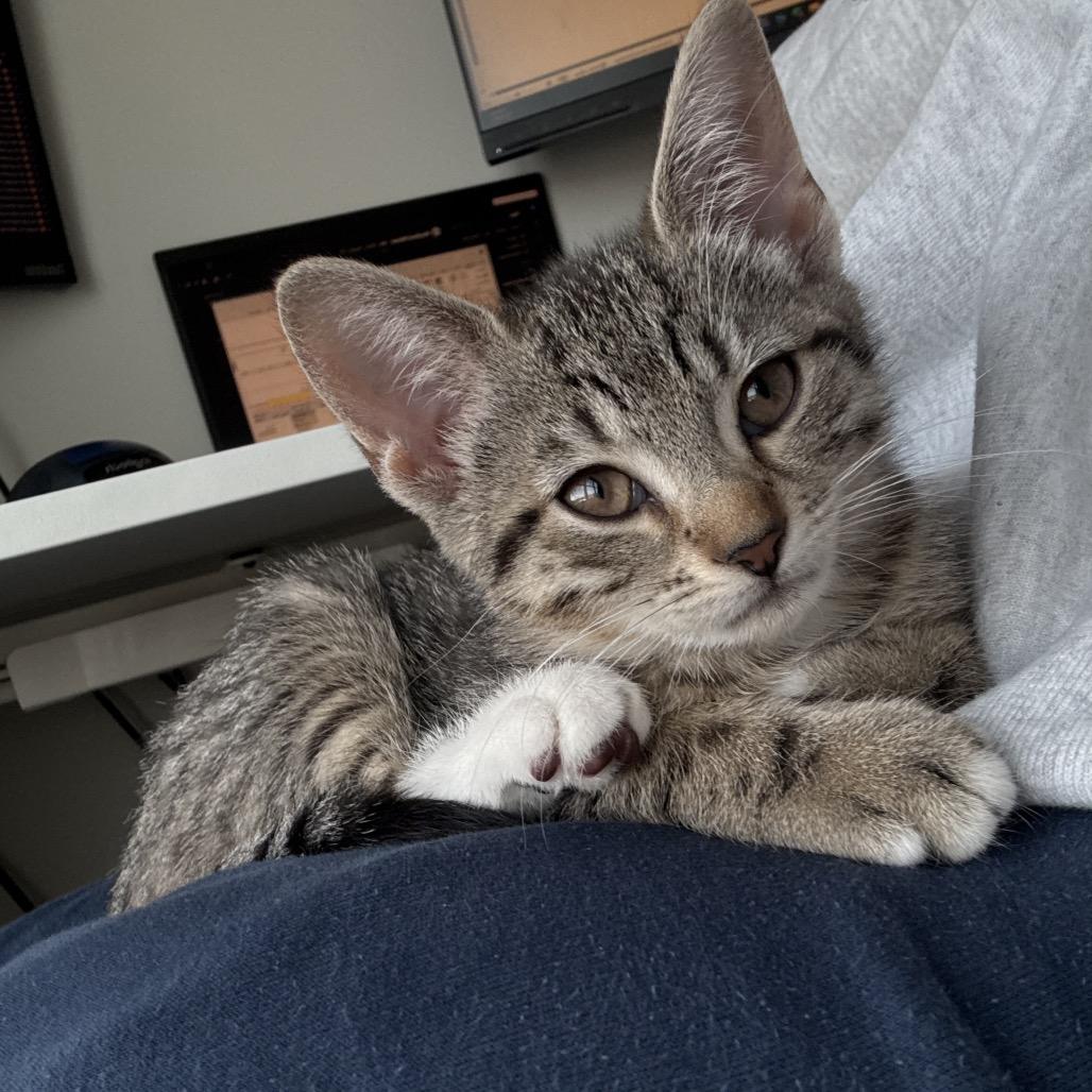 Lion - Salsa Baby 4, a Adoptable Domestic Short Hair in Westport, CT image 4/6