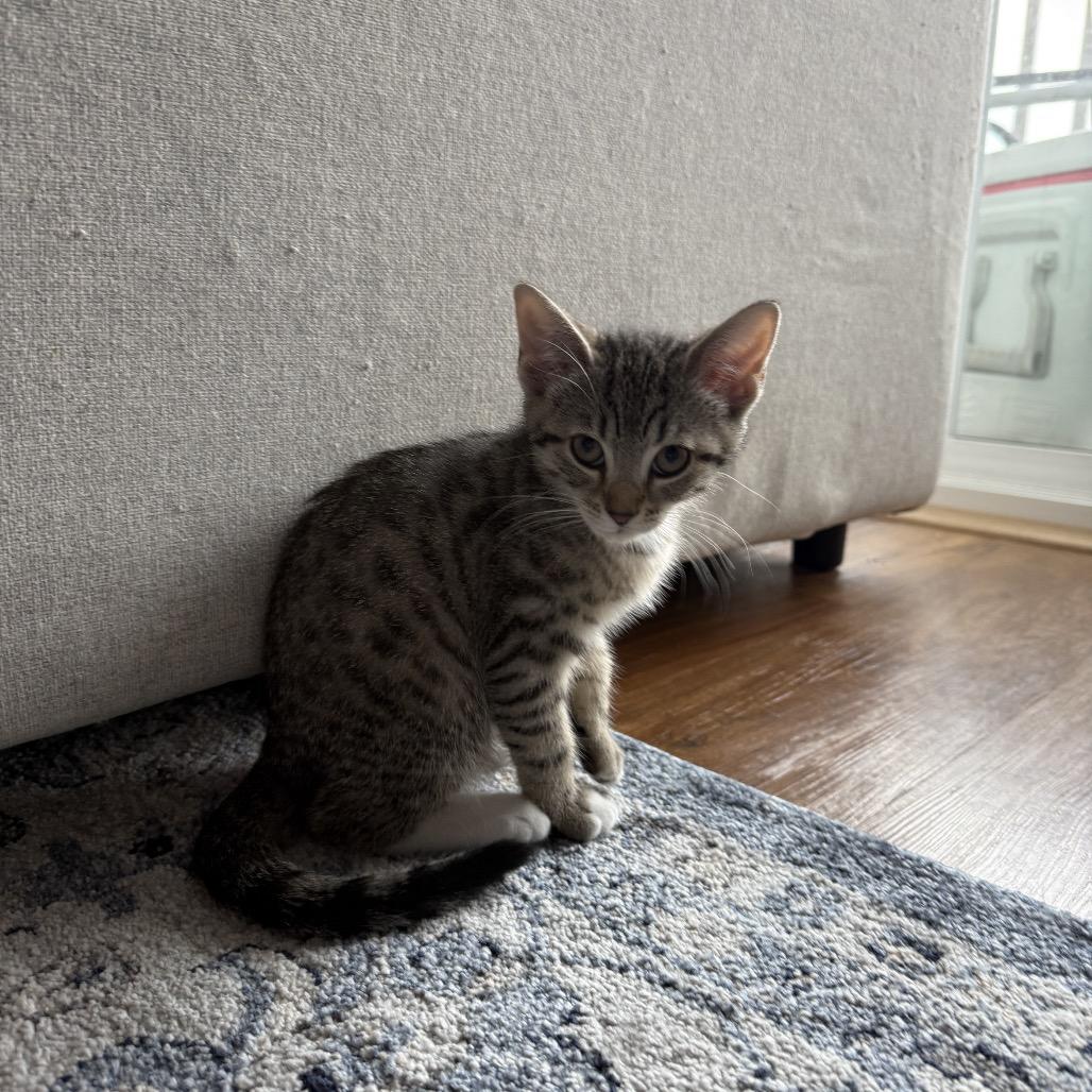 Lion - Salsa Baby 4, a Adoptable Domestic Short Hair in Westport, CT image 5/6