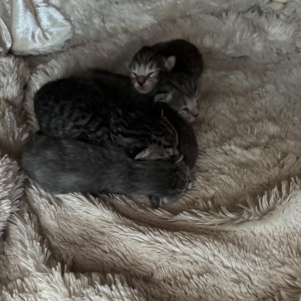 Lion - Salsa Baby 4, a Adoptable Domestic Short Hair in Westport, CT image 6/6