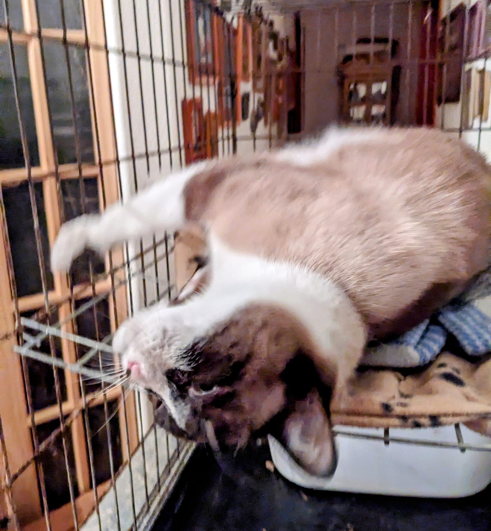 Dottie, a Adopted Ragdoll in Cottonwood, CA image 2/3