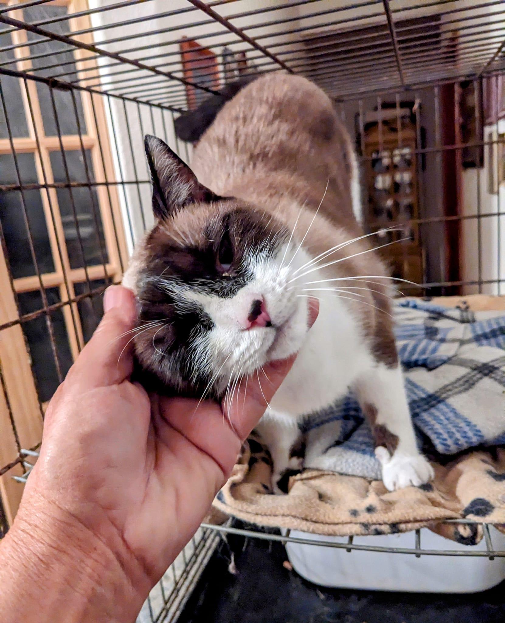 Dottie, a Adopted Ragdoll in Cottonwood, CA image 3/3