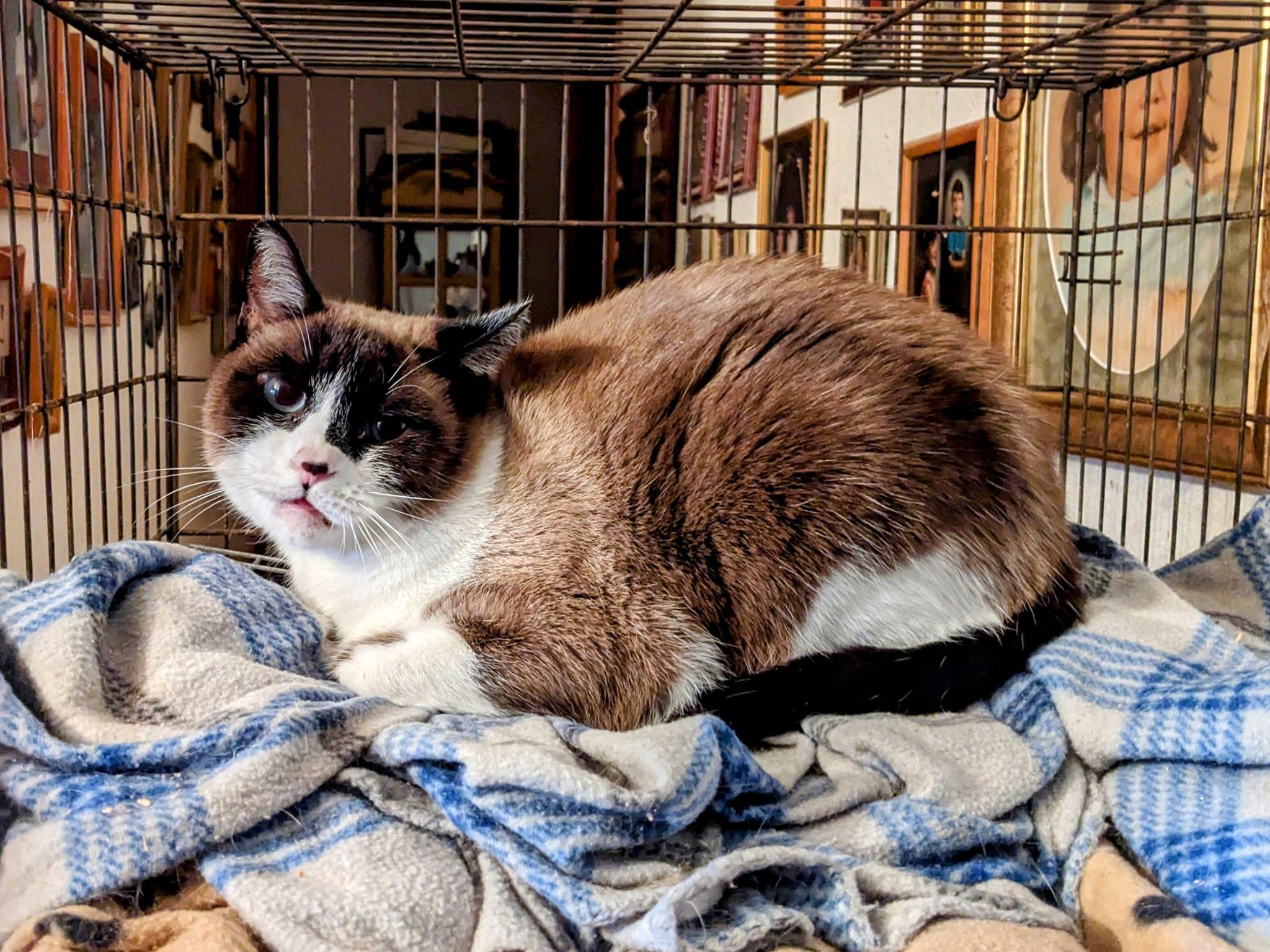 Dottie, a Adopted Ragdoll in Cottonwood, CA image 1/3