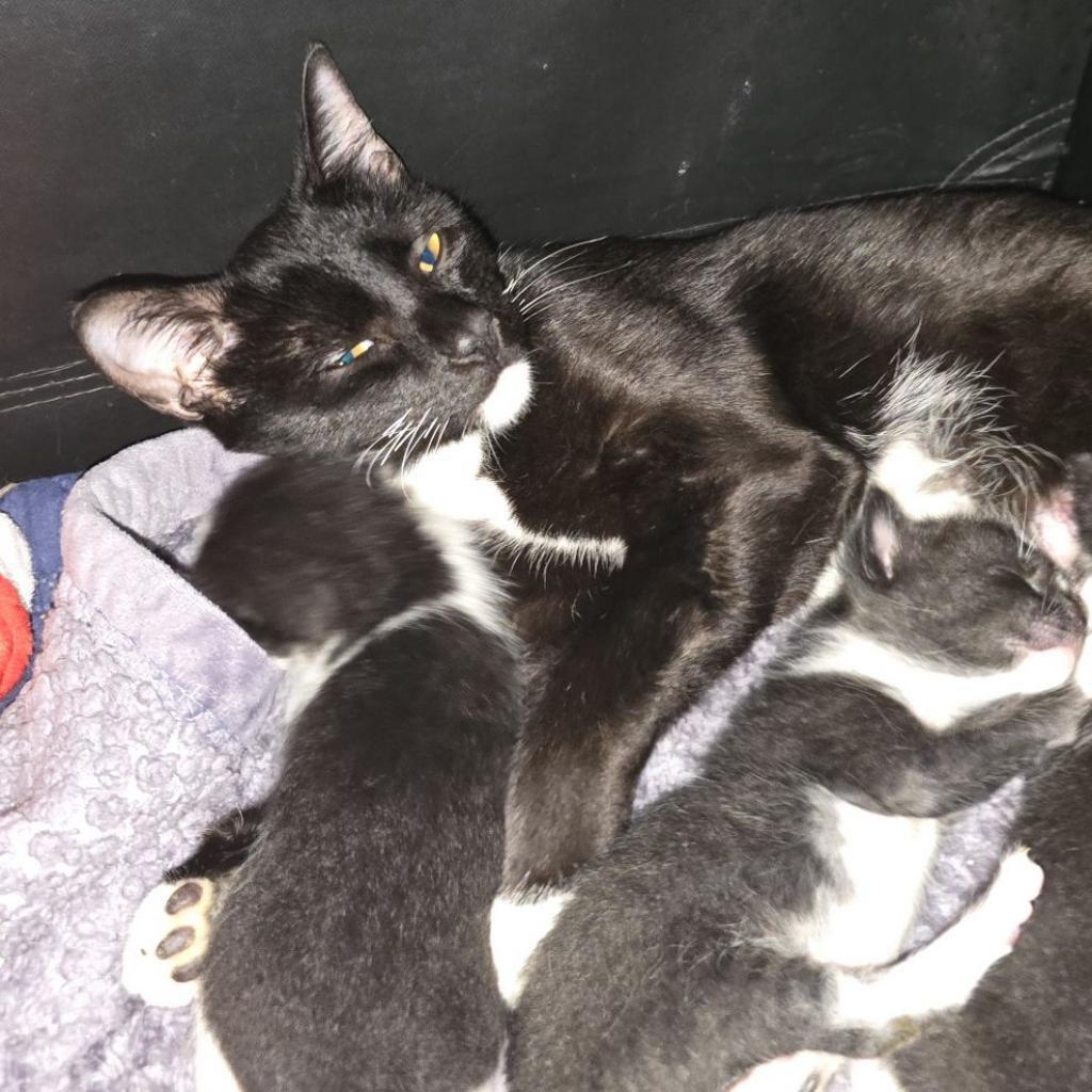 Harlem, Adoptable, Adult Female Domestic Short Hair.