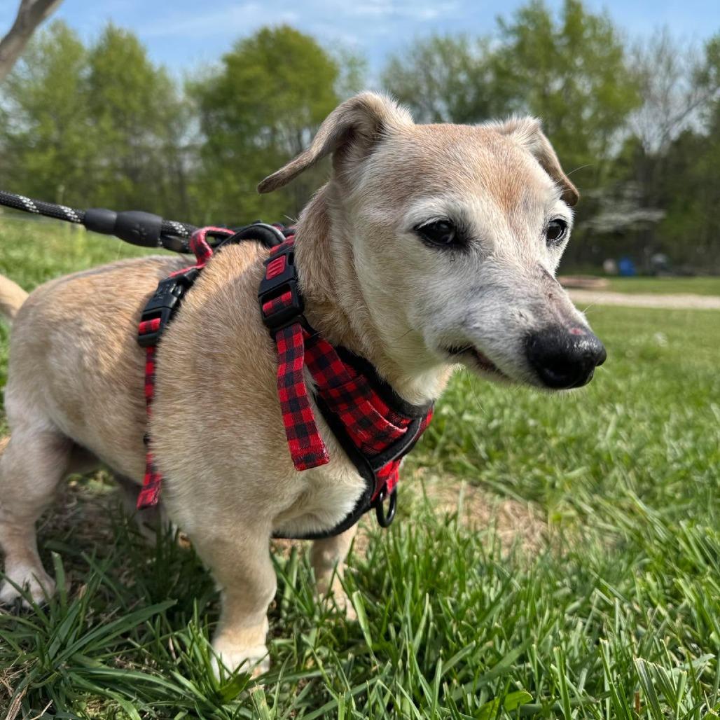 Enlarge Corduroy, a Adoptable Dachshund in Jackson, MO image 2/6