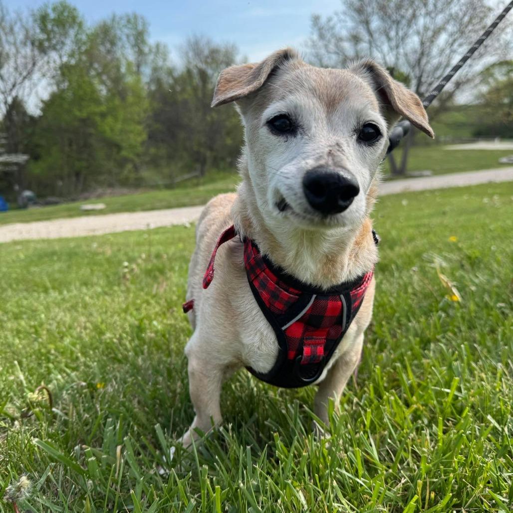 Enlarge Corduroy, a Adoptable Dachshund in Jackson, MO image 3/6