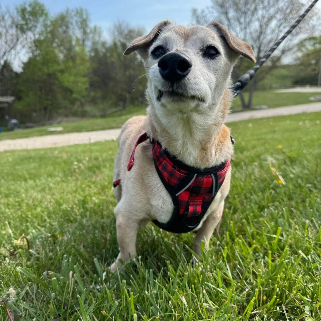 Enlarge Corduroy, a Adoptable Dachshund in Jackson, MO image 4/6
