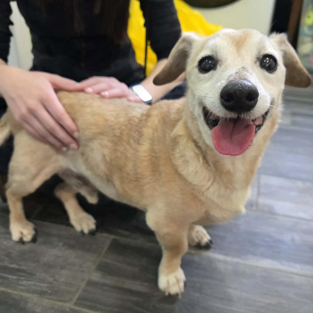 Enlarge Corduroy, a Adoptable Dachshund in Jackson, MO image 5/6