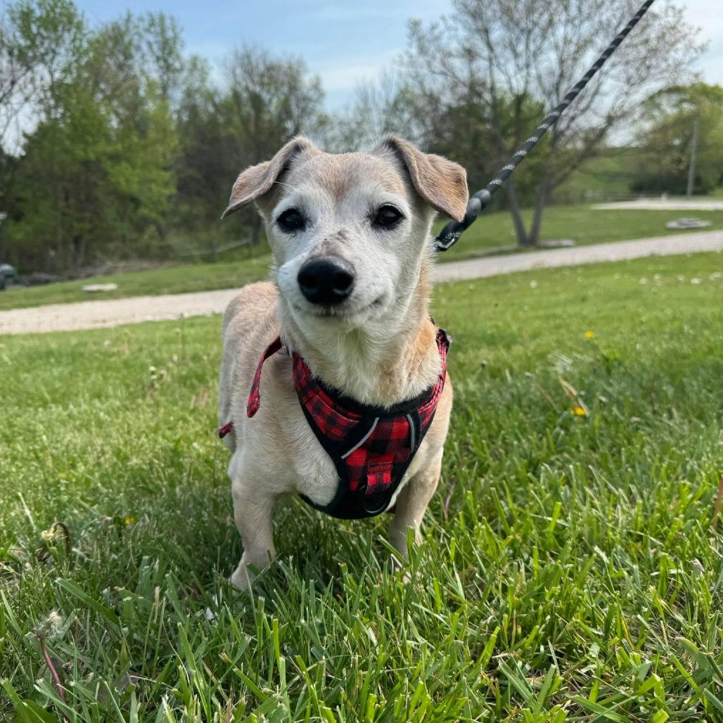 Enlarge Corduroy, a Adoptable Dachshund in Jackson, MO image 6/6