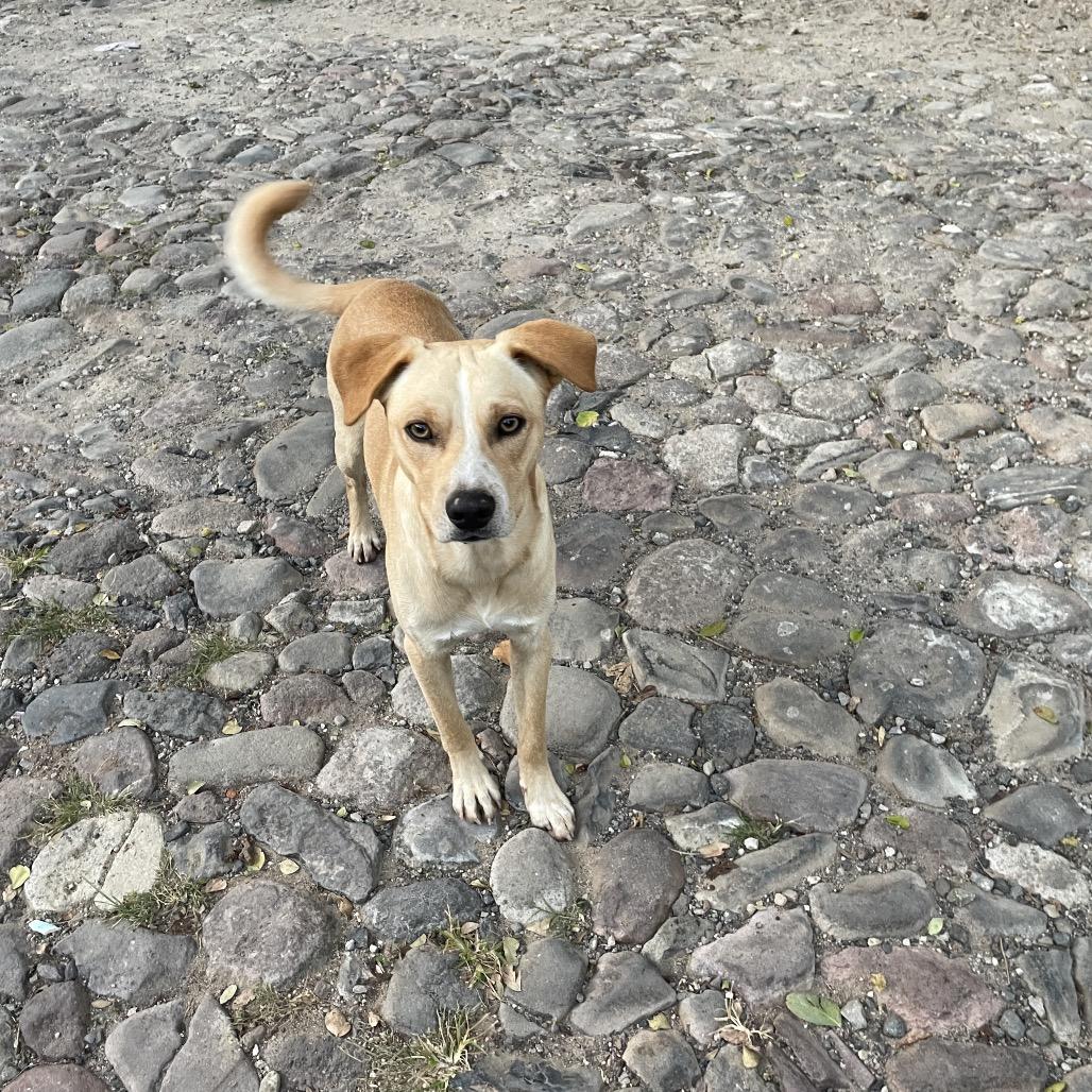 Harry, Adoptable, Adult Male Mixed Breed.
