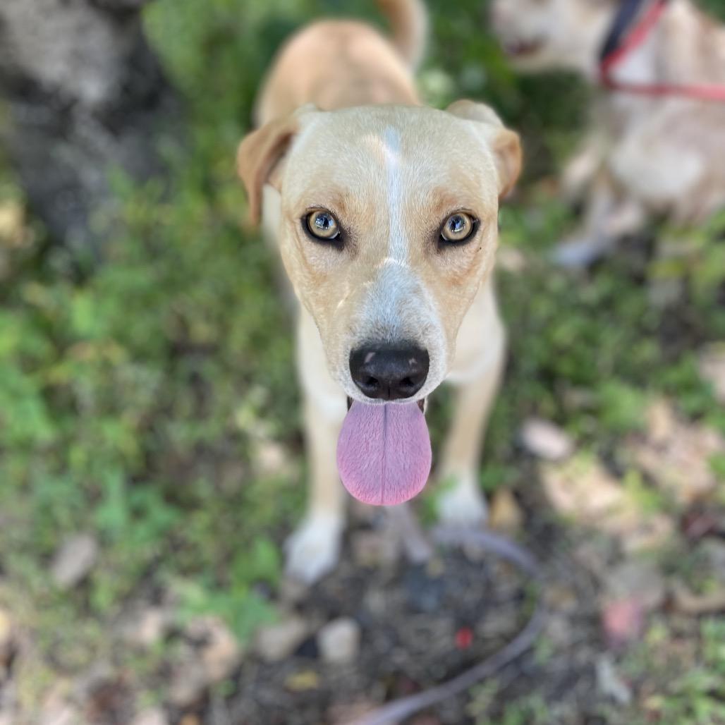 Enlarge Harry, a Adoptable Mixed Breed in Bend, OR image 2/6
