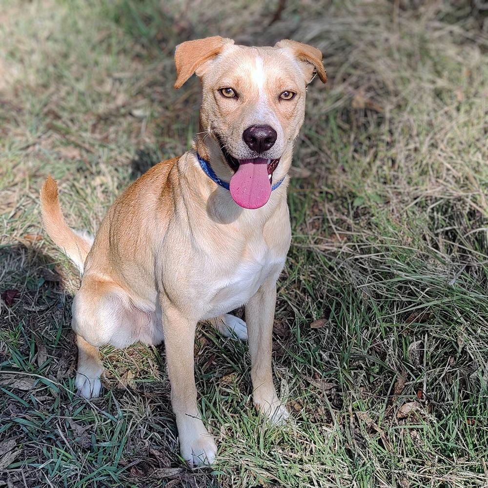 Enlarge Harry, a Adoptable Mixed Breed in Bend, OR image 3/6