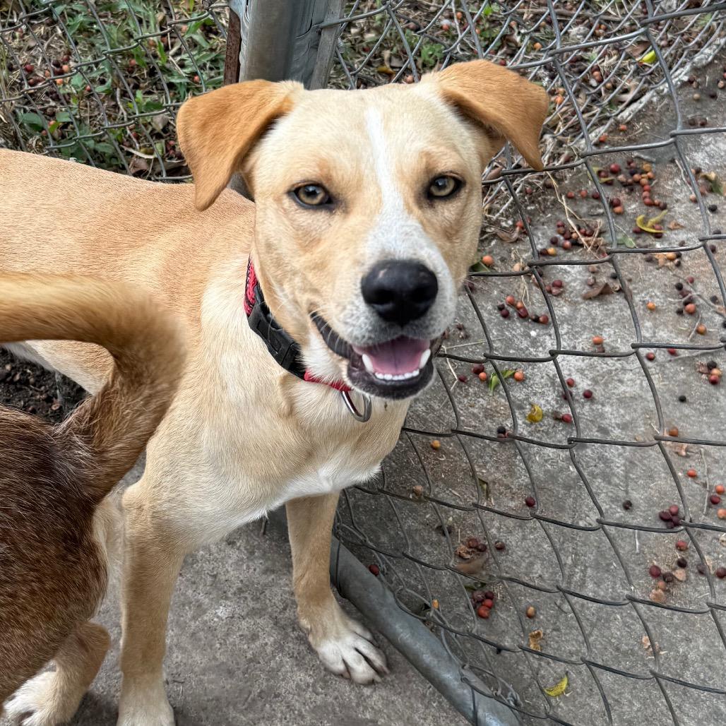 Enlarge Harry, a Adoptable Mixed Breed in Bend, OR image 4/6