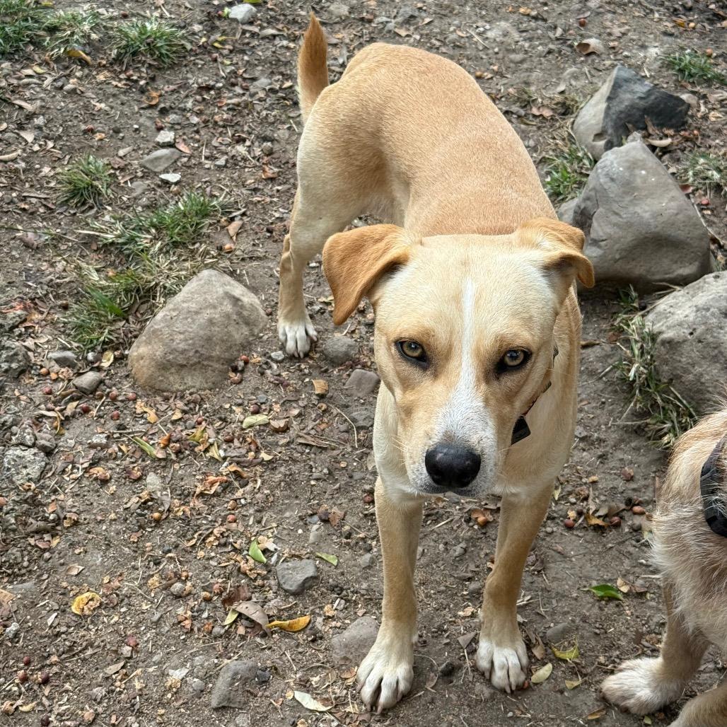 Enlarge Harry, a Adoptable Mixed Breed in Bend, OR image 5/6