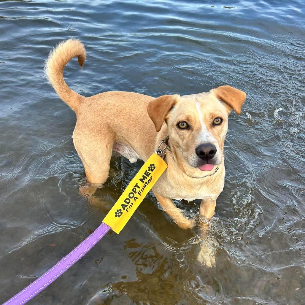 Harry, a Adoptable Mixed Breed in Bend, OR image 5/6