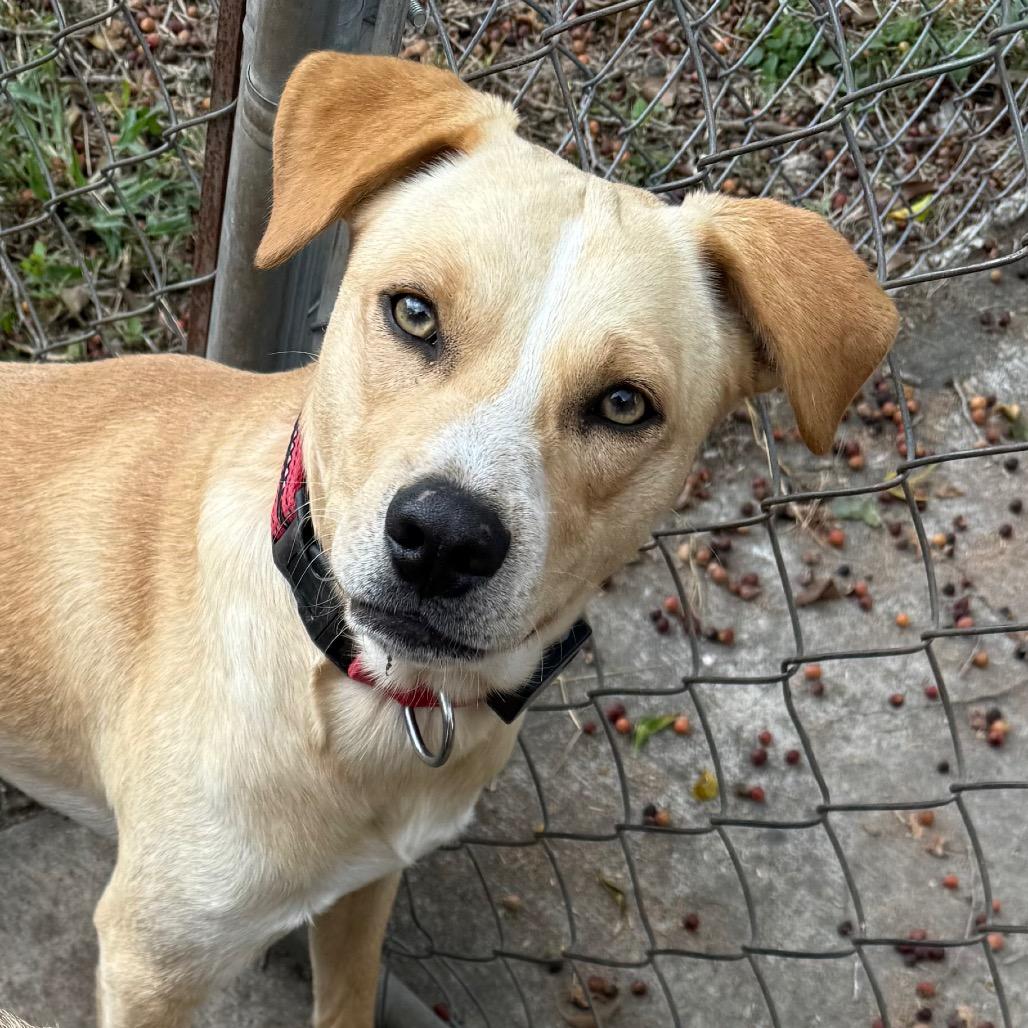 Enlarge Harry, a Adoptable Mixed Breed in Bend, OR image 6/6