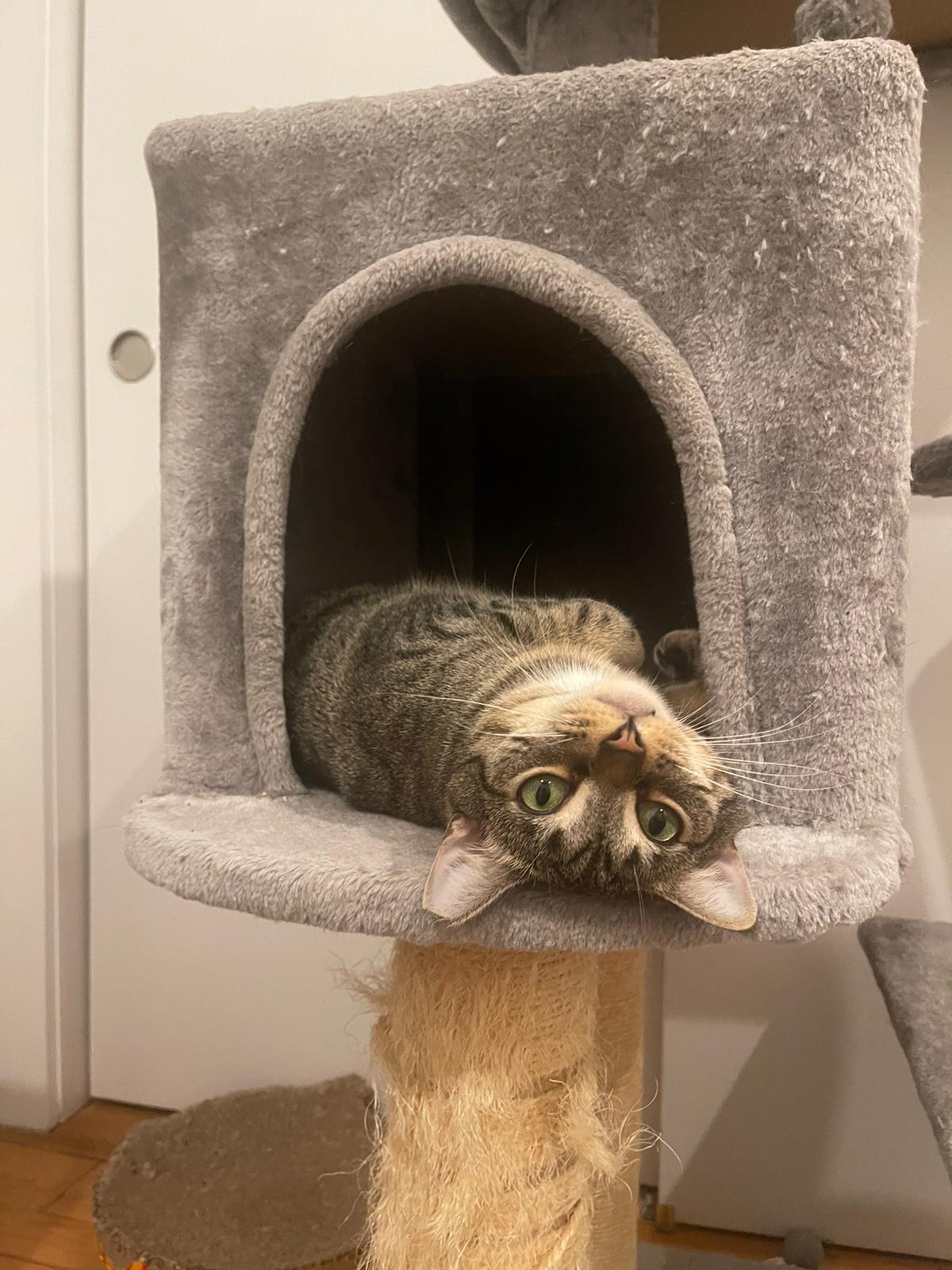 Enlarge Ari & Basil, a Adoptable Domestic Short Hair in New York, NY image 2/5