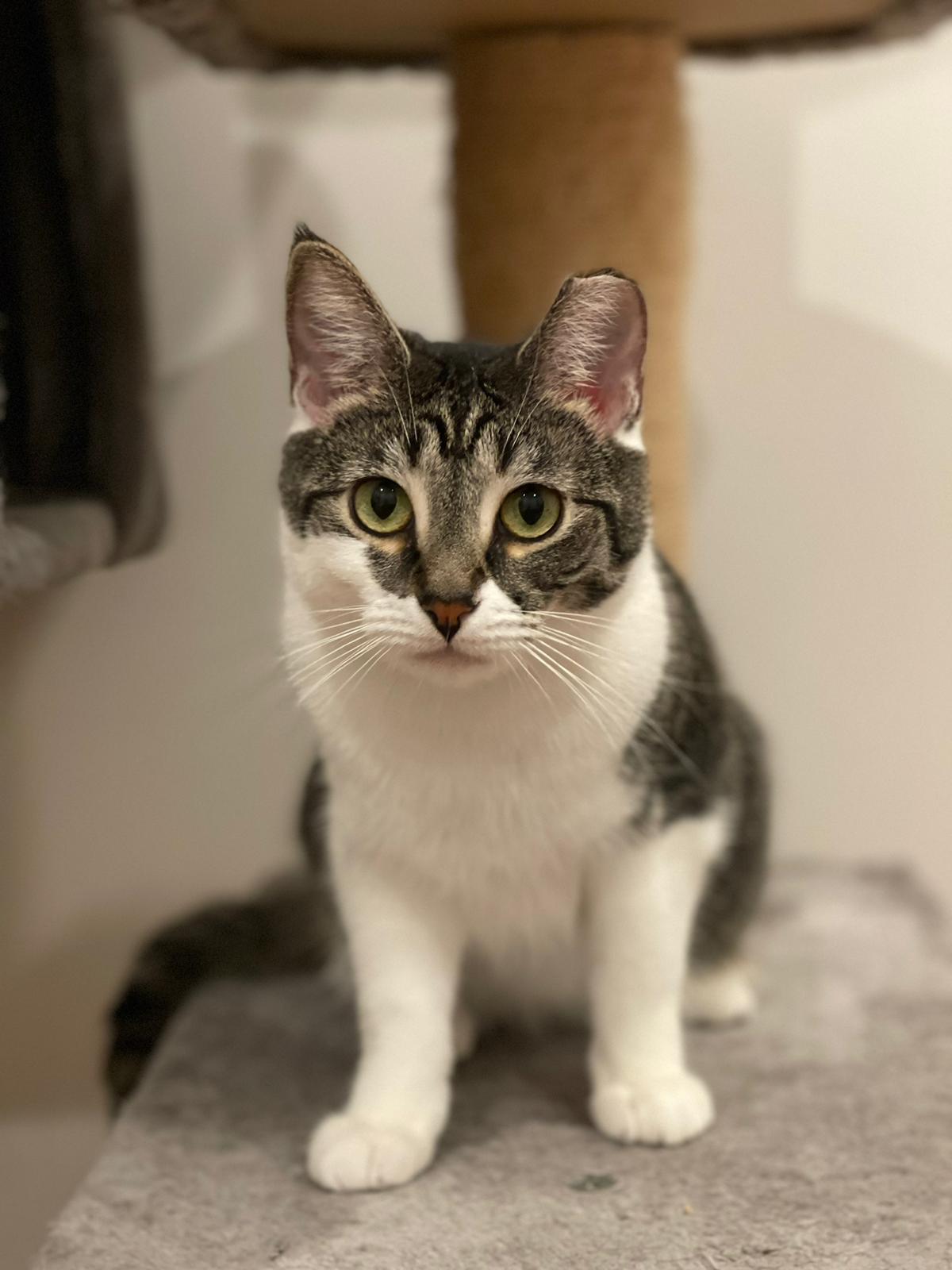 Ari & Basil, Adoptable, Young Female Domestic Short Hair.