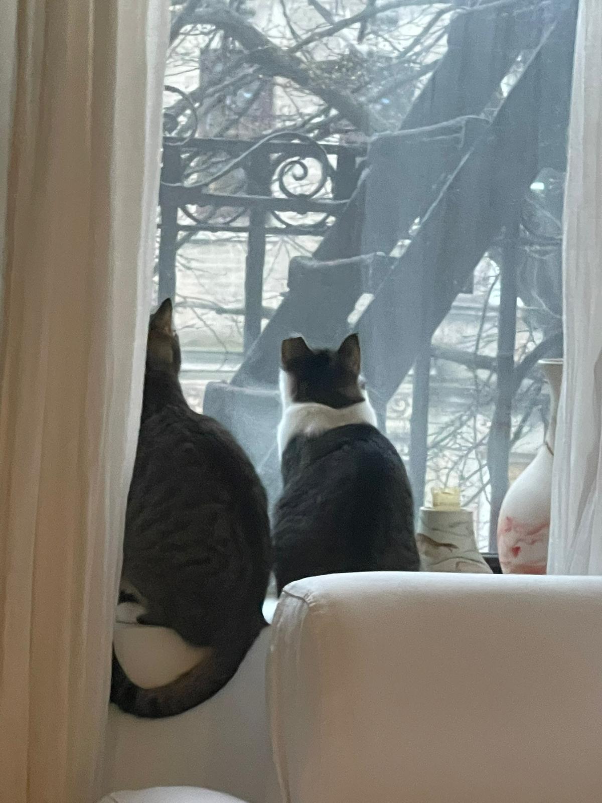 Enlarge Ari & Basil, a Adoptable Domestic Short Hair in New York, NY image 4/5