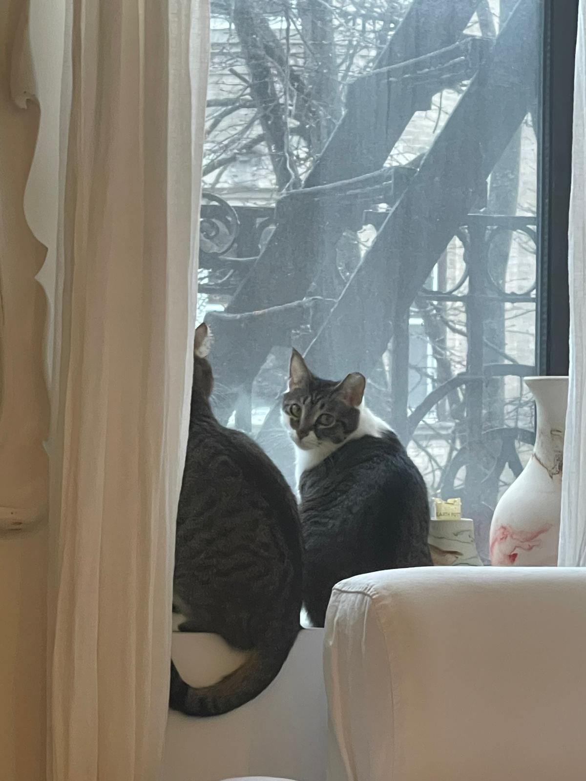 Enlarge Ari & Basil, a Adoptable Domestic Short Hair in New York, NY image 5/5
