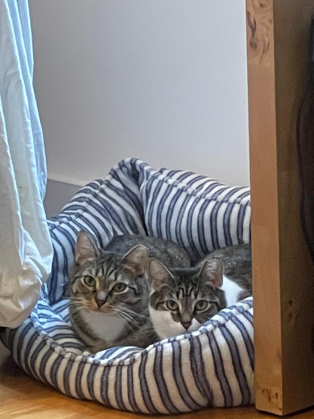 Enlarge Ari & Basil, a Adoptable Domestic Short Hair in New York, NY image 3/5