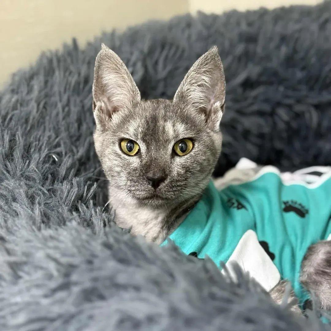 Enlarge Poe, a Adopted Savannah in Ajax, ON image 1/3