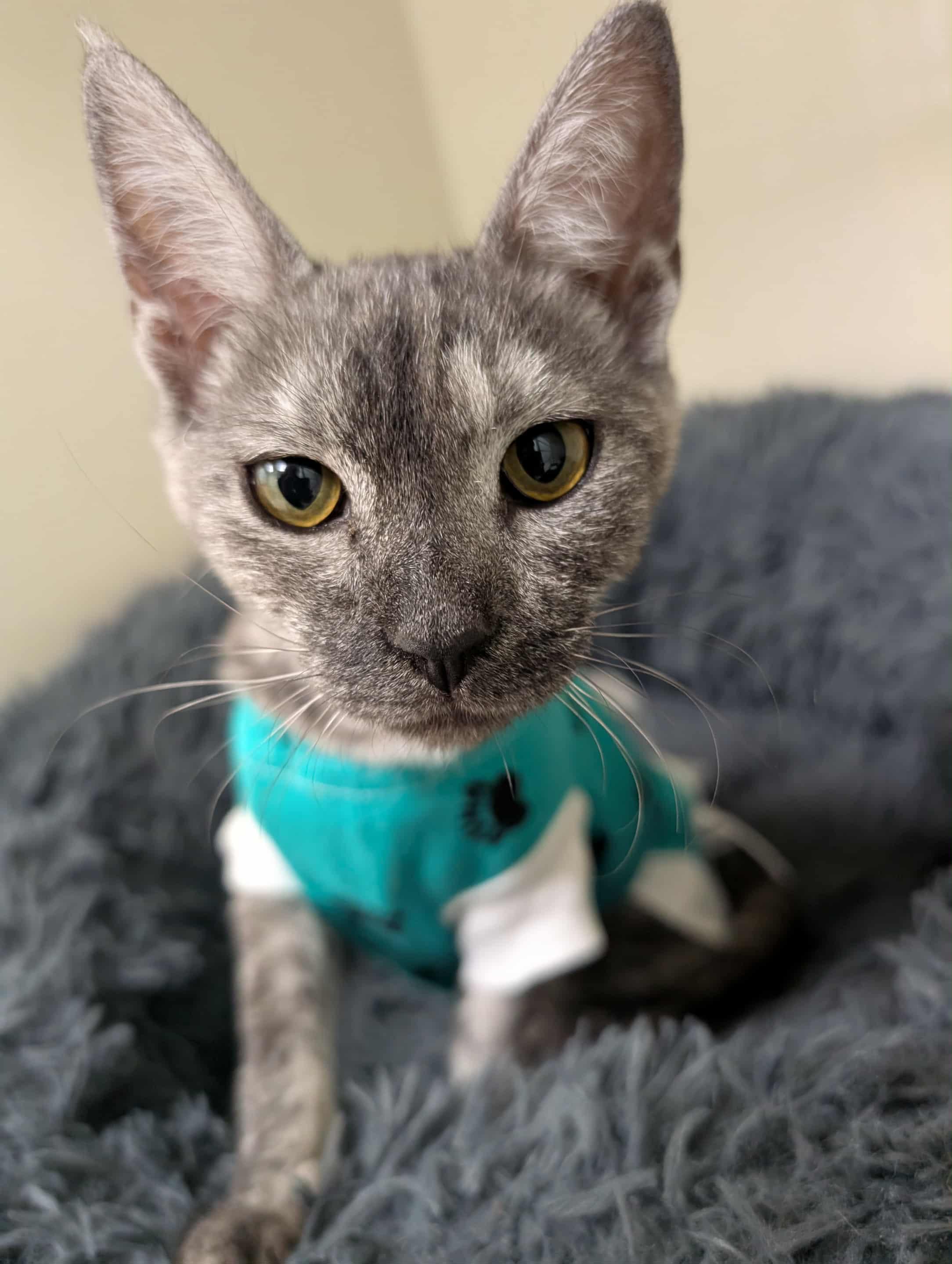 Enlarge Poe, a Adopted Savannah in Ajax, ON image 2/3