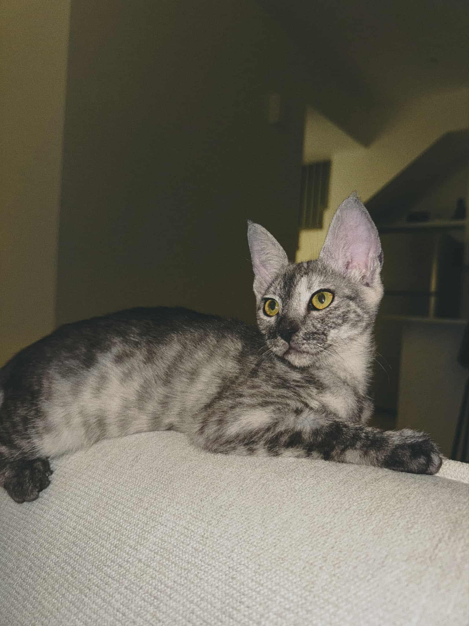 Enlarge Poe, a Adopted Savannah in Ajax, ON image 3/3